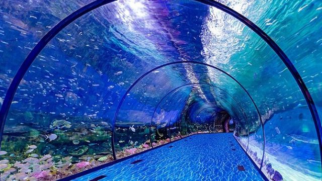 أبوظبي تخطو نحو إنشاء أول متحف تحت الماء في المنطقة وسط تنافس مقاولي العالم